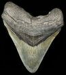 Megalodon Tooth - South Carolina #45945-1